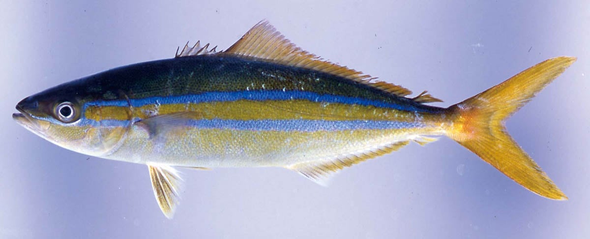 アジ科の魚図鑑 その3 (最終回)～アジとつかないアジの仲間～ | つり人